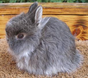 jersey wooly bunny for sale