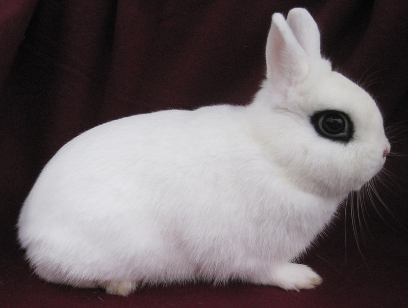 Dwarf Hotot Rabbits | Rabbits for Sale 